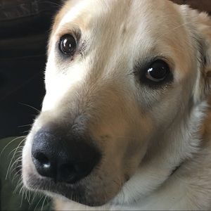 Meet your Posher, Dalena